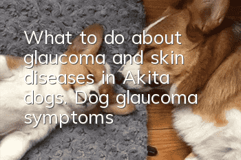 What to do about glaucoma and skin diseases in Akita dogs. Dog glaucoma symptoms