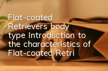 Flat-coated Retriever's body type Introduction to the characteristics of Flat-coated Retriever