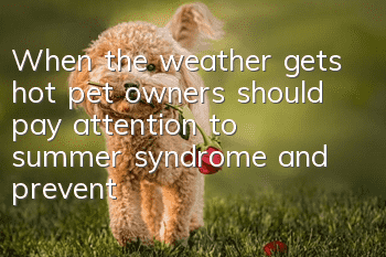 When the weather gets hot, pet owners should pay attention to summer syndrome and prevent dog heat stroke in summer.