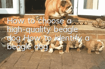 How to choose a high-quality beagle dog How to identify a beagle dog