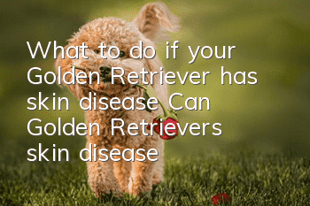 What to do if your Golden Retriever has skin disease? Can Golden Retriever’s skin disease be transmitted to humans?