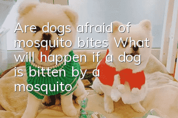 Are dogs afraid of mosquito bites? What will happen if a dog is bitten by a mosquito?
