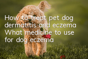 How to treat pet dog dermatitis and eczema What medicine to use for dog eczema