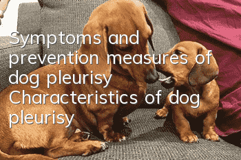 Symptoms and prevention measures of dog pleurisy Characteristics of dog pleurisy