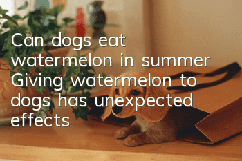 Can dogs eat watermelon in summer? Giving watermelon to dogs has unexpected effects