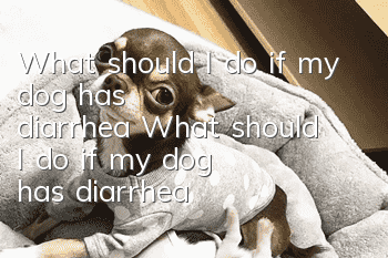 What should I do if my dog ​​has diarrhea? What should I do if my dog ​​has diarrhea?