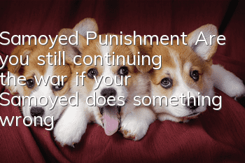 Samoyed Punishment Are you still continuing the war if your Samoyed does something wrong?