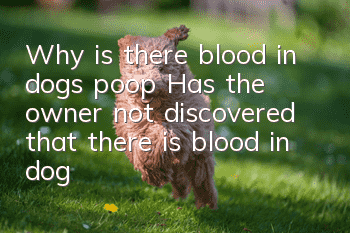 Why is there blood in dog’s poop? Has the owner not discovered that there is blood in dog’s poop?
