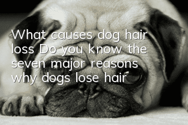 What causes dog hair loss? Do you know the seven major reasons why dogs lose hair?