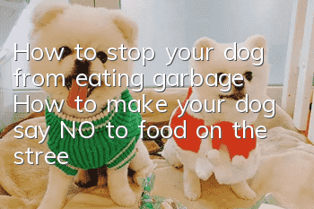 How to stop your dog from eating garbage? How to make your dog say NO to food on the street?