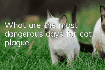 What are the most dangerous days for cat plague?