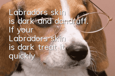Labrador's skin is dark and dandruff. If your Labrador's skin is dark, treat it quickly!