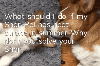 What should I do if my Shar-Pei has heat stroke in summer? Why don’t you solve your Shar-Pei’s heat stroke quickly?