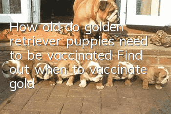 How old do golden retriever puppies need to be vaccinated? Find out when to vaccinate golden retriever puppies