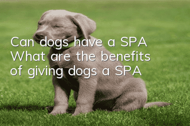 Can dogs have a SPA? What are the benefits of giving dogs a SPA?