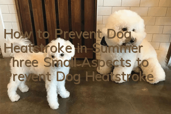 How to Prevent Dog Heatstroke in Summer Three Small Aspects to Prevent Dog Heatstroke