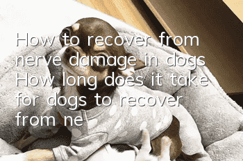 How to recover from nerve damage in dogs How long does it take for dogs to recover from nerve damage