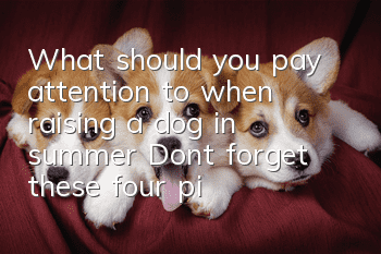 What should you pay attention to when raising a dog in summer? Don’t forget these four pieces of advice
