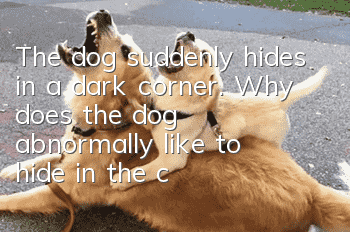 The dog suddenly hides in a dark corner. Why does the dog abnormally like to hide in the corner?