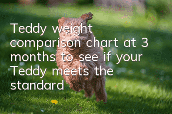 Teddy weight comparison chart at 3 months to see if your Teddy meets the standard