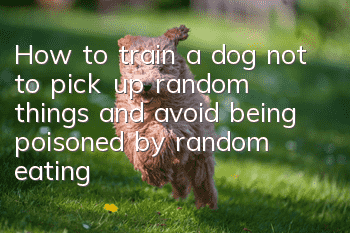 How to train a dog not to pick up random things and avoid being poisoned by random eating