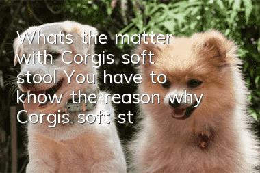 What's the matter with Corgi's soft stool? You have to know the reason why Corgi's soft stool smells so bad!