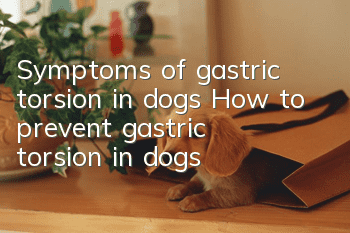 Symptoms of gastric torsion in dogs How to prevent gastric torsion in dogs