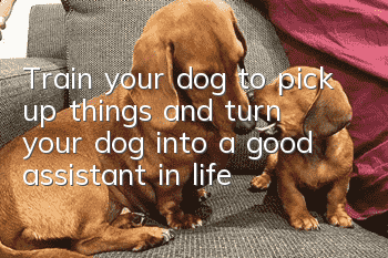 Train your dog to pick up things and turn your dog into a good assistant in life