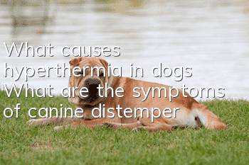 What causes hyperthermia in dogs? What are the symptoms of canine distemper?