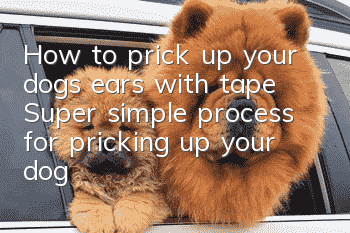 How to prick up your dog’s ears with tape Super simple process for pricking up your dog’s ears