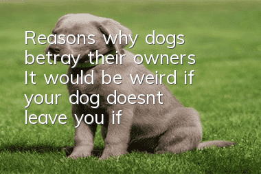 Reasons why dogs betray their owners: It would be weird if your dog doesn’t leave you if you do these things to him!