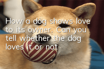 How a dog shows love to its owner. Can you tell whether the dog loves it or not?