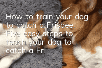 How to train your dog to catch a Frisbee. Five easy steps to teach your dog to catch a Frisbee.
