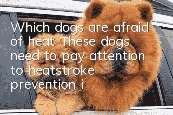 Which dogs are afraid of heat? These dogs need to pay attention to heatstroke prevention in summer