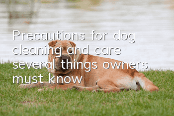 Precautions for dog cleaning and care: several things owners must know