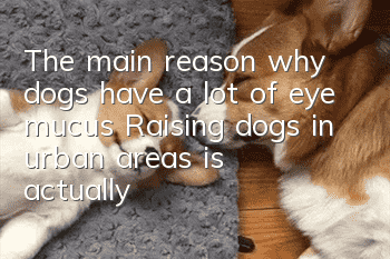 The main reason why dogs have a lot of eye mucus: Raising dogs in urban areas is actually the main reason