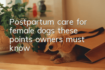 Postpartum care for female dogs: these points owners must know