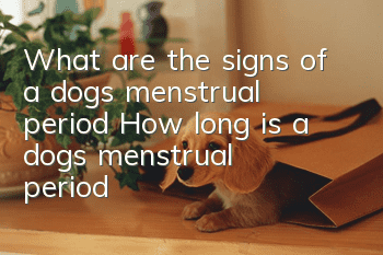 What are the signs of a dog’s menstrual period? How long is a dog’s menstrual period?