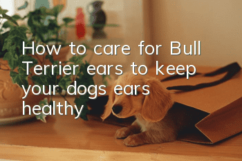 How to care for Bull Terrier ears to keep your dog’s ears healthy
