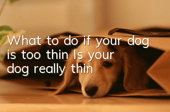 What to do if your dog is too thin? Is your dog really “thin”?