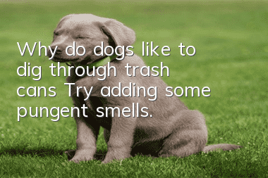 Why do dogs like to dig through trash cans? Try adding some pungent smells.