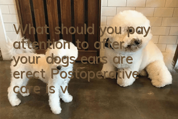 What should you pay attention to after your dog’s ears are erect? Postoperative care is very important