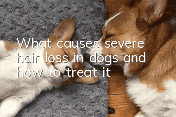 What causes severe hair loss in dogs and how to treat it
