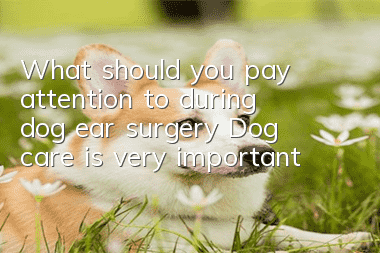 What should you pay attention to during dog ear surgery? Dog care is very important