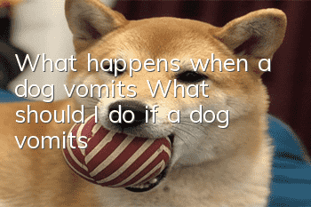 What happens when a dog vomits? What should I do if a dog vomits?