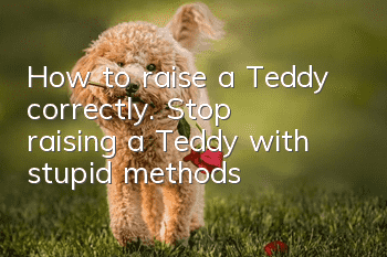 How to raise a Teddy correctly. Stop raising a Teddy with stupid methods!