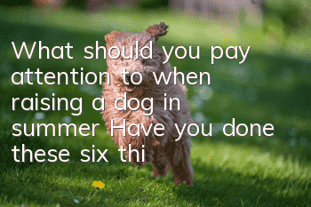What should you pay attention to when raising a dog in summer? Have you done these six things?