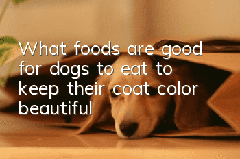 What foods are good for dogs to eat to keep their coat color beautiful?