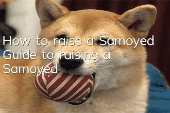 How to raise a Samoyed Guide to raising a Samoyed