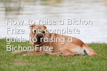 How to raise a Bichon Frize The complete guide to raising a Bichon Frize